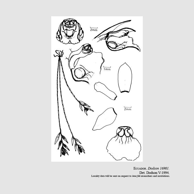 Elleanthus tandapianus